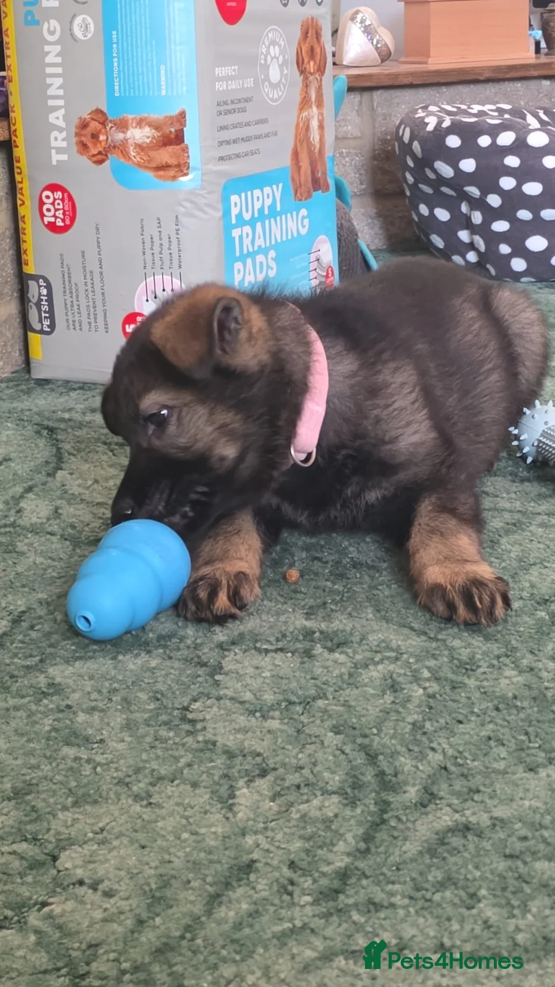German Shepherd dogs for sale: 9 week old German shepherd  in Maidstone - Advert 13