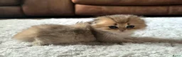 Munchkin cats for sale: Scottish Kilts ( MUNCHKIN FOLD) kittens 😸  in Gloucester - Advert 27