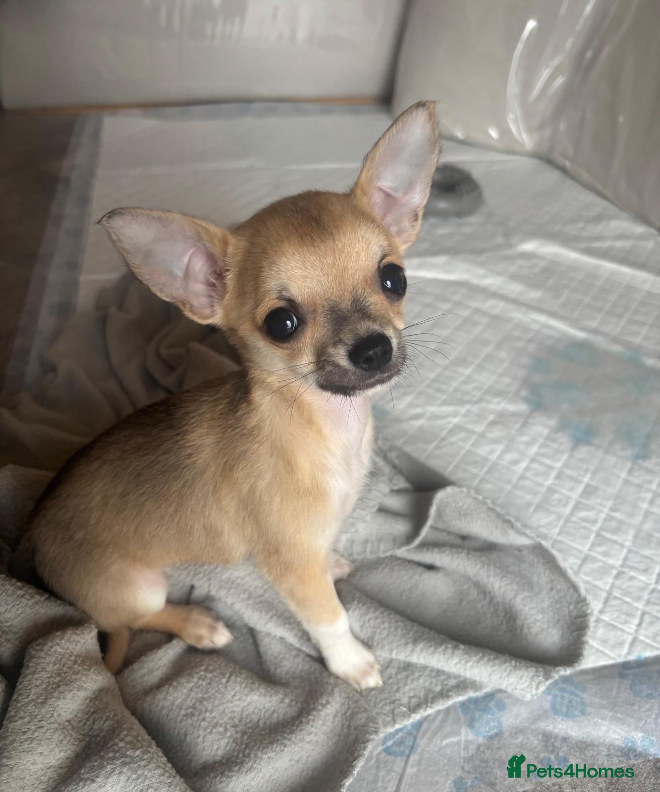 Chihuahua dogs Chihuahua puppies - Advert 7