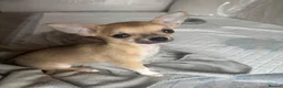 Chihuahua dogs for sale: Chihuahua puppies in Leighton Buzzard - Advert 1