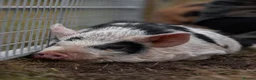 Pig livestock for sale: 6 - Kune Kune Pigs  - Advert 5