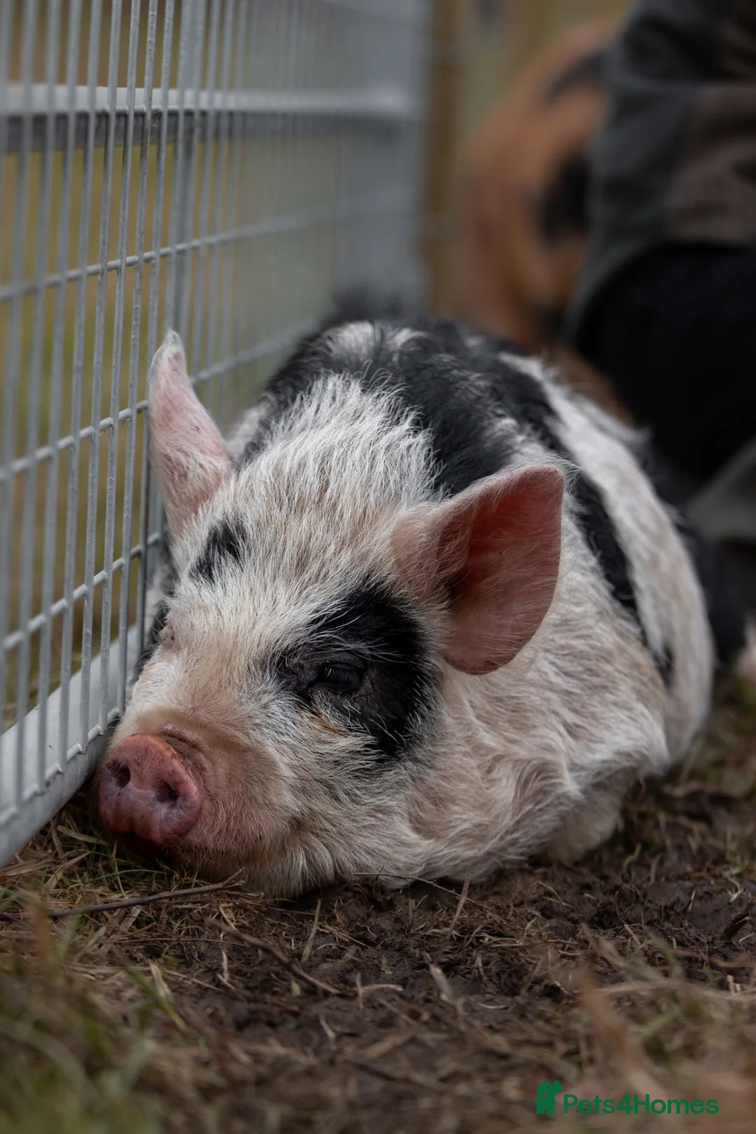 Pig livestock for sale: 6 - Kune Kune Pigs  - Advert 5