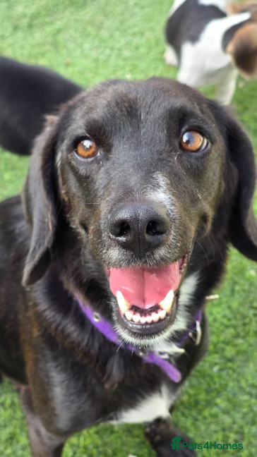 Mixed Breed dogs Lillie- Kokoni x, child and dog friendly - Advert 18