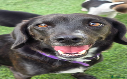 Mixed Breed dogs for adoption: Lillie- Kokoni x, child and dog friendly - Advert 1