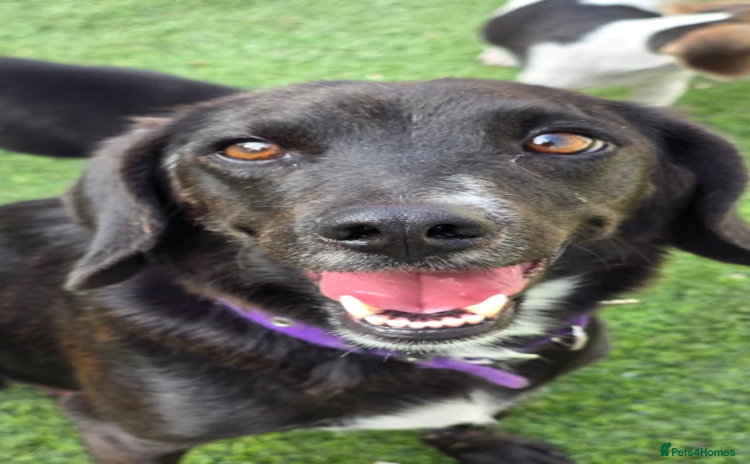 Mixed Breed dogs Lillie- Kokoni x, child and dog friendly - Advert 1