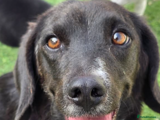 Mixed Breed dogs Lillie- Kokoni x, child and dog friendly - Advert 1