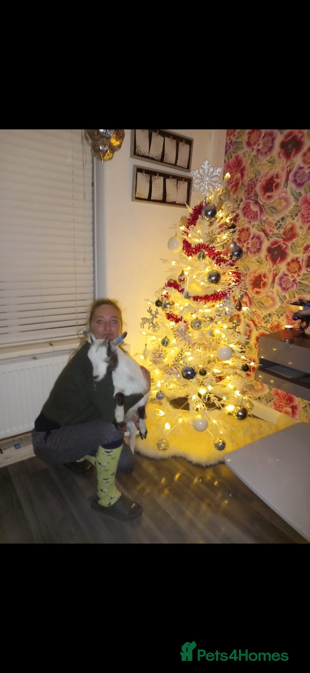 Goats livestock for sale: Wether pigmy goat  - Advert 3