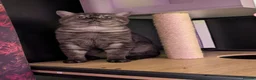 British Shorthair cats for sale: Borris in Bolton - Advert 1