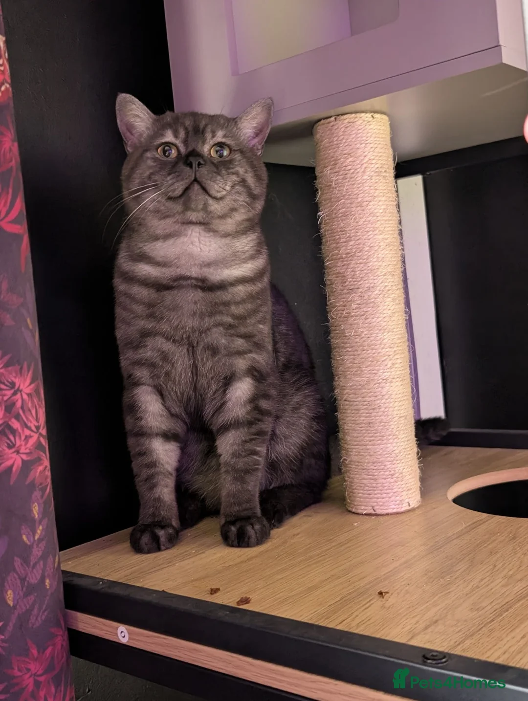 British Shorthair cats for sale: Borris in Bolton - Advert 1