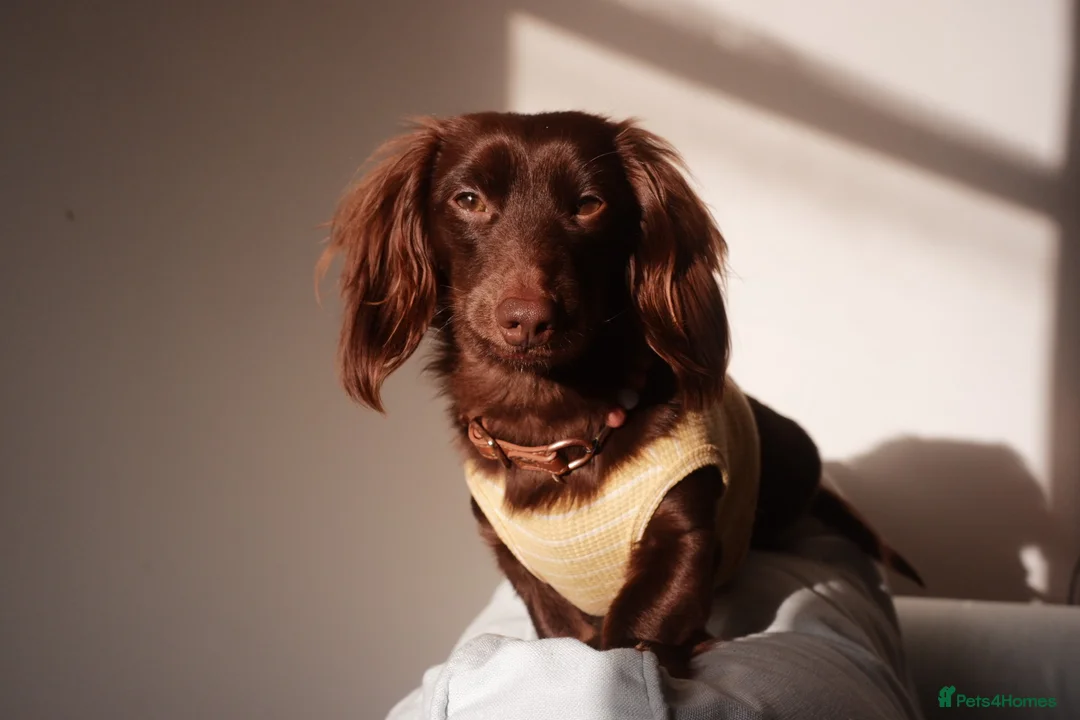 Miniature Dachshund dogs for sale: Beautiful boy for sale in London - Advert 1