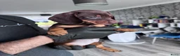Dachshund dogs for sale: 5 beautiful Dachshund puppies in Leeds - Advert 13