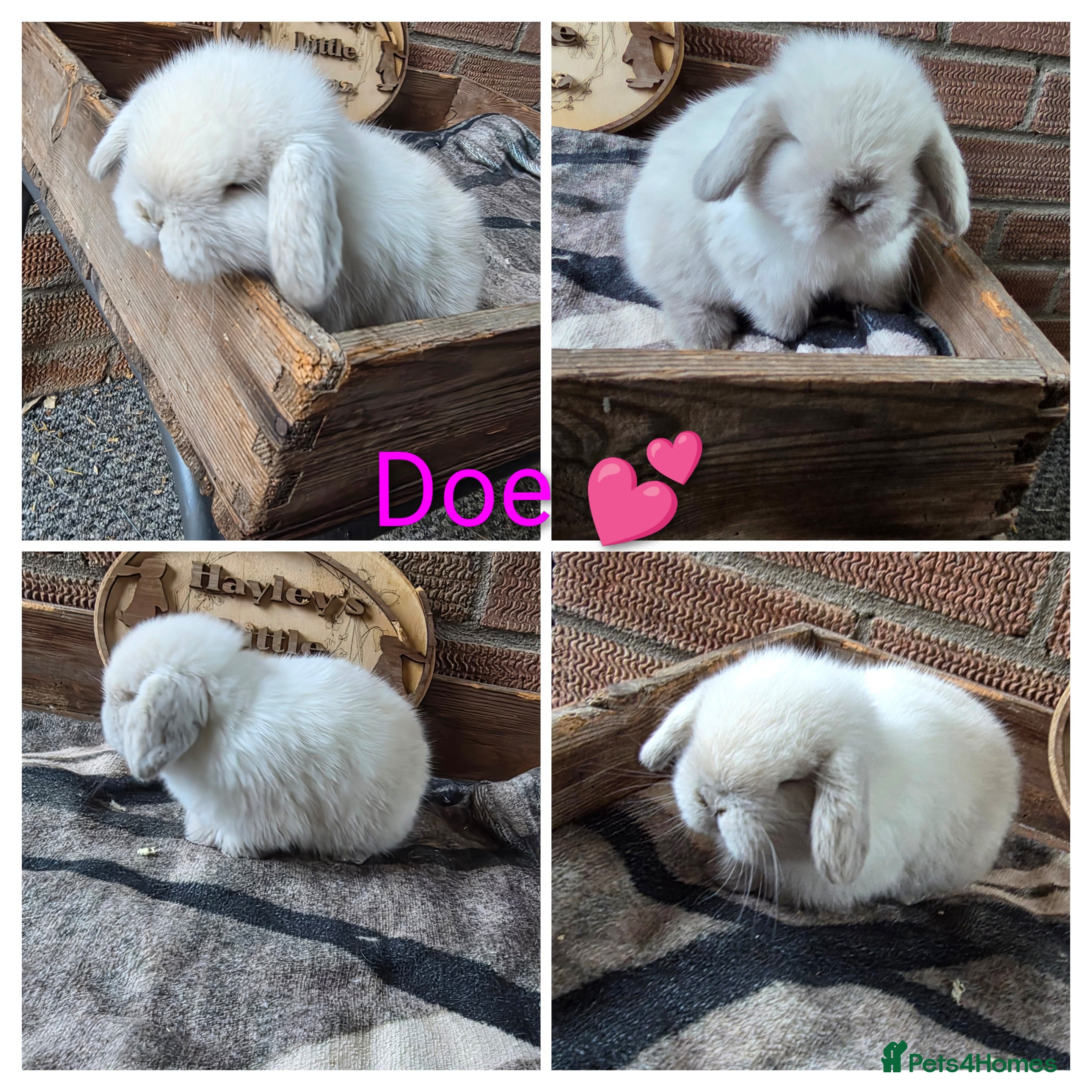 Mini Lop rabbits Gorgeous pure breed mini lops  - Advert 8