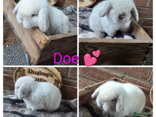Mini Lop rabbits Gorgeous pure breed mini lops - Advert 1