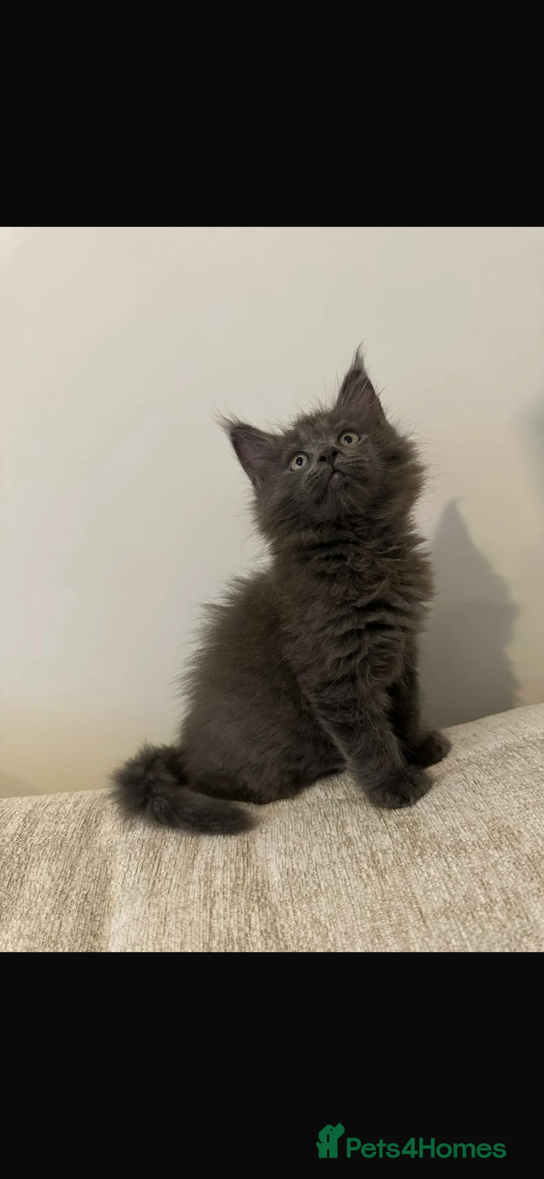 Maine Coon cats for sale: GCCF/Russian Champions BLUE SMOKE Kitten - Advert 6