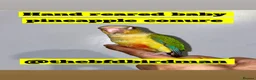 Conures birds for sale: 100% SILLY TAME HAND REARED BABY CONURES - Advert 7