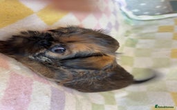 Griffon Bruxellois dogs for sale: Exceptionally confident beautys - Image 12