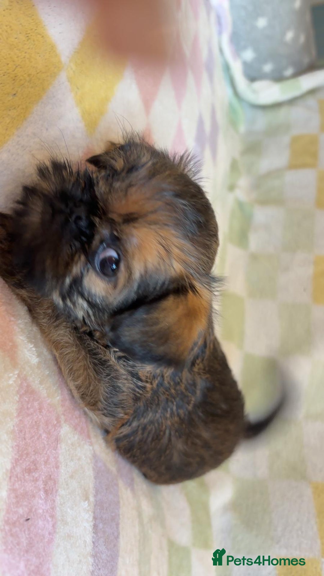 Griffon Bruxellois dogs for sale: Exceptionally confident beautys - Image 12