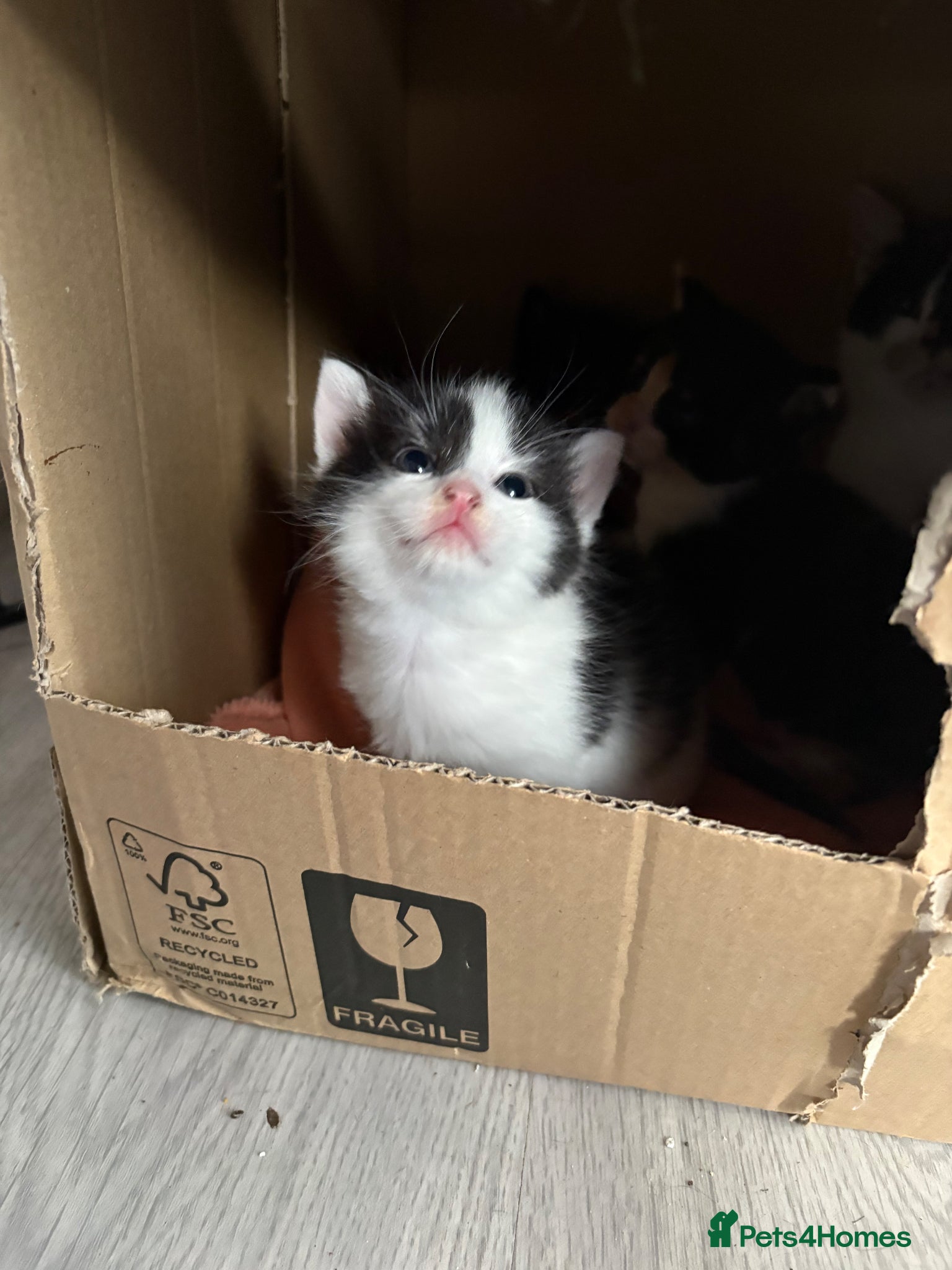 Mixed Breed cats 4 mixed breed kittens 2 female & 2 male - Advert 14