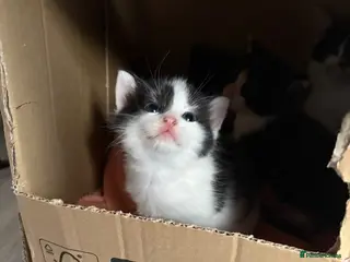 Mixed Breed cats 4 mixed breed kittens 2 female & 2 male - Advert 14