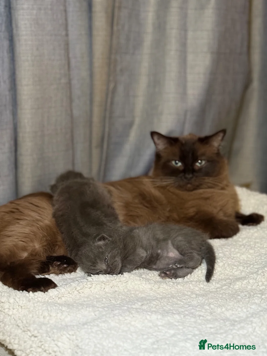 Mixed Breed cats for sale: Beautiful Blue Ragdoll x BSH  Kittens  - Advert 2