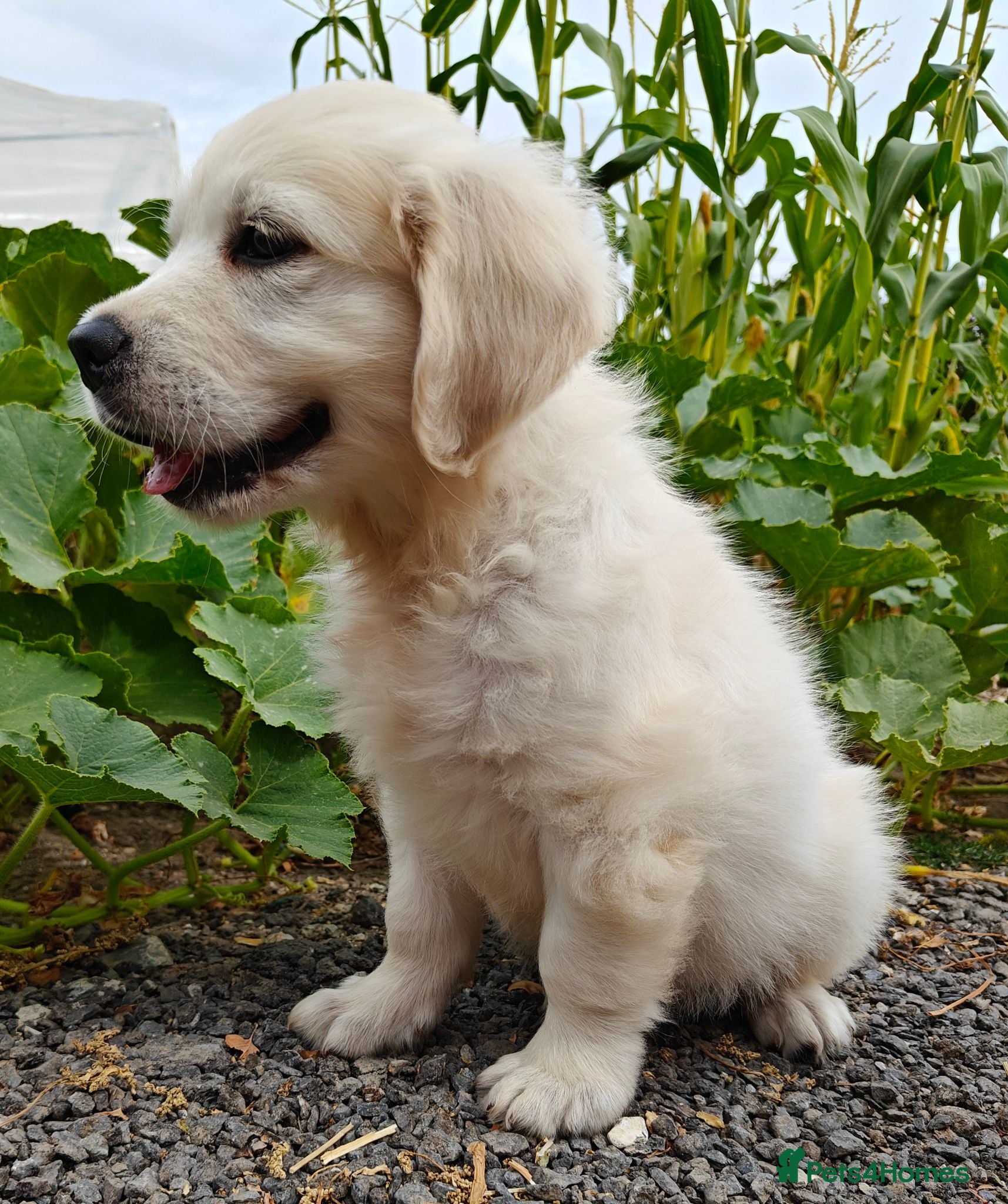 Golden Retriever dogs Chunky Cream Golden Retriever Puppies  - Advert 2