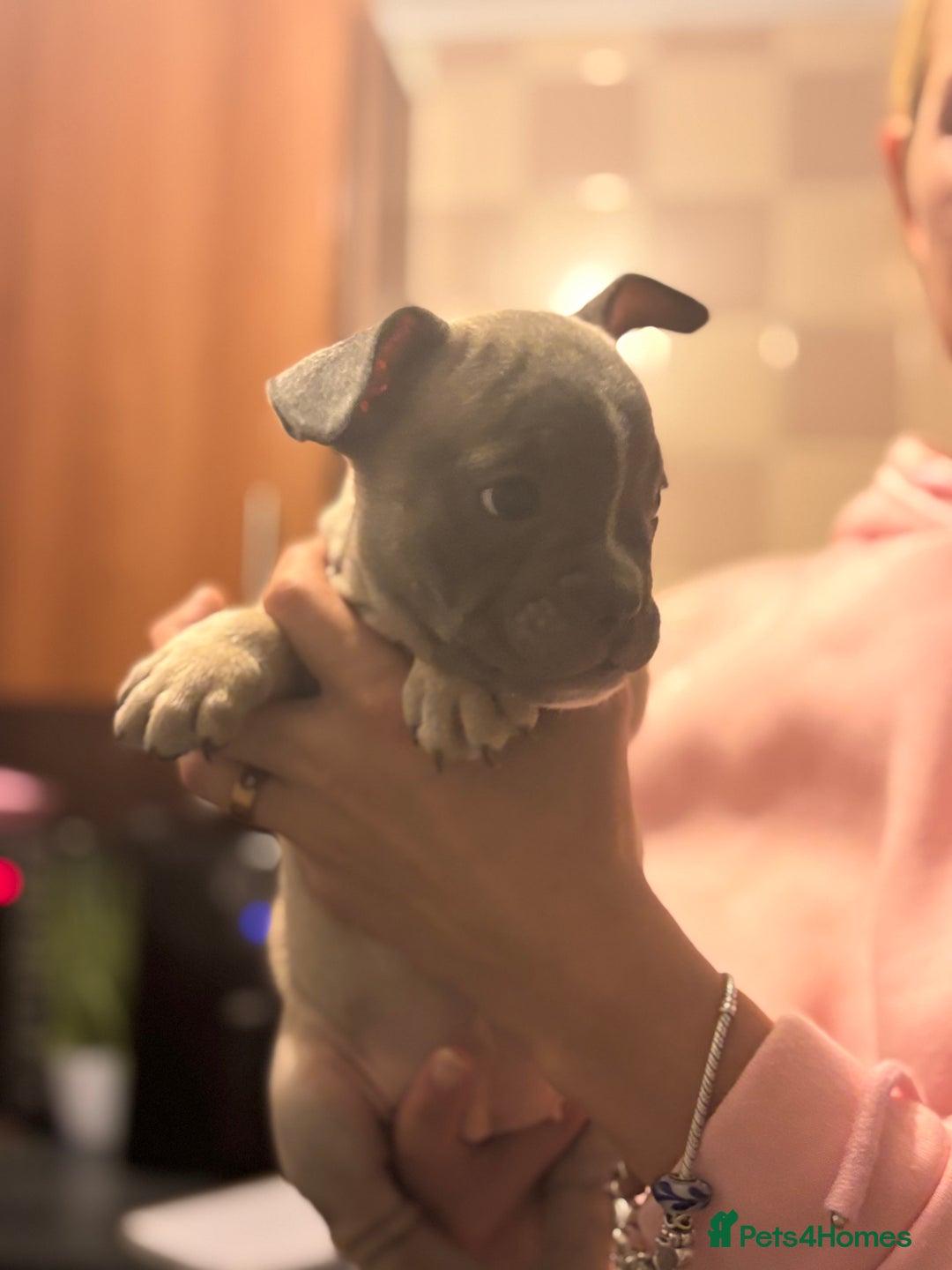 Mixed Breed dogs for sale: French bulldog x British bulldog  - Image 9