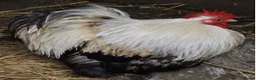 Chickens poultry for sale: Pekin bantams . Choc and salmon from eggs to POL - Advert 1