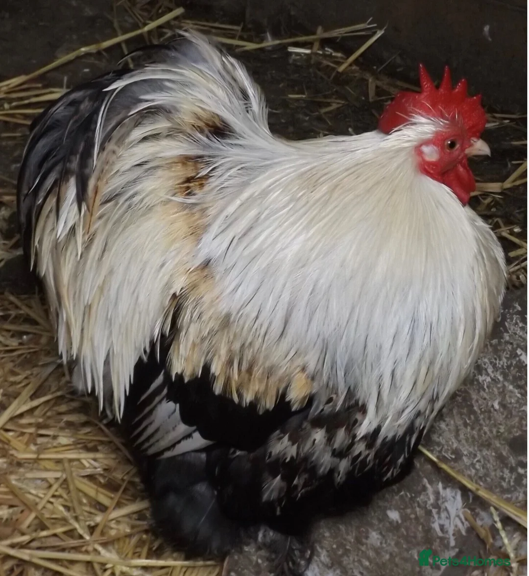 Chickens poultry for sale: Pekin bantams . Choc and salmon from eggs to POL - Advert 1