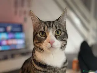 Mixed Breed cats Male cat - ready now - Advert 1