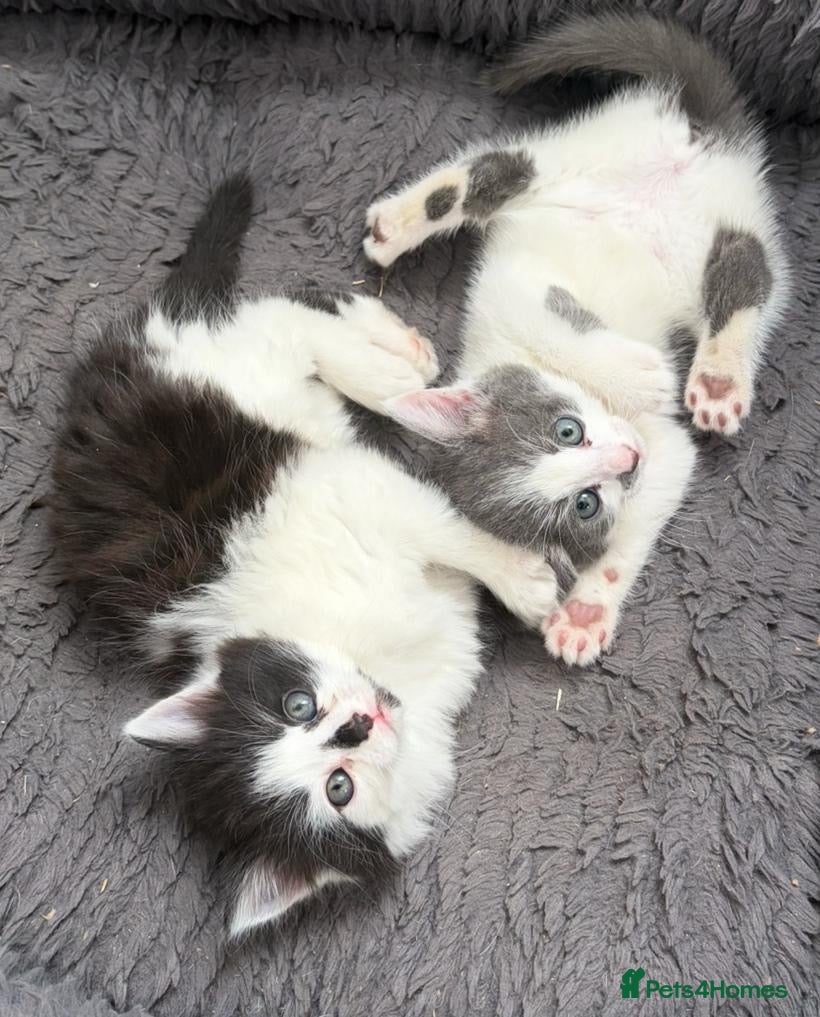 Mixed Breed cats Main coon mix - Advert 1