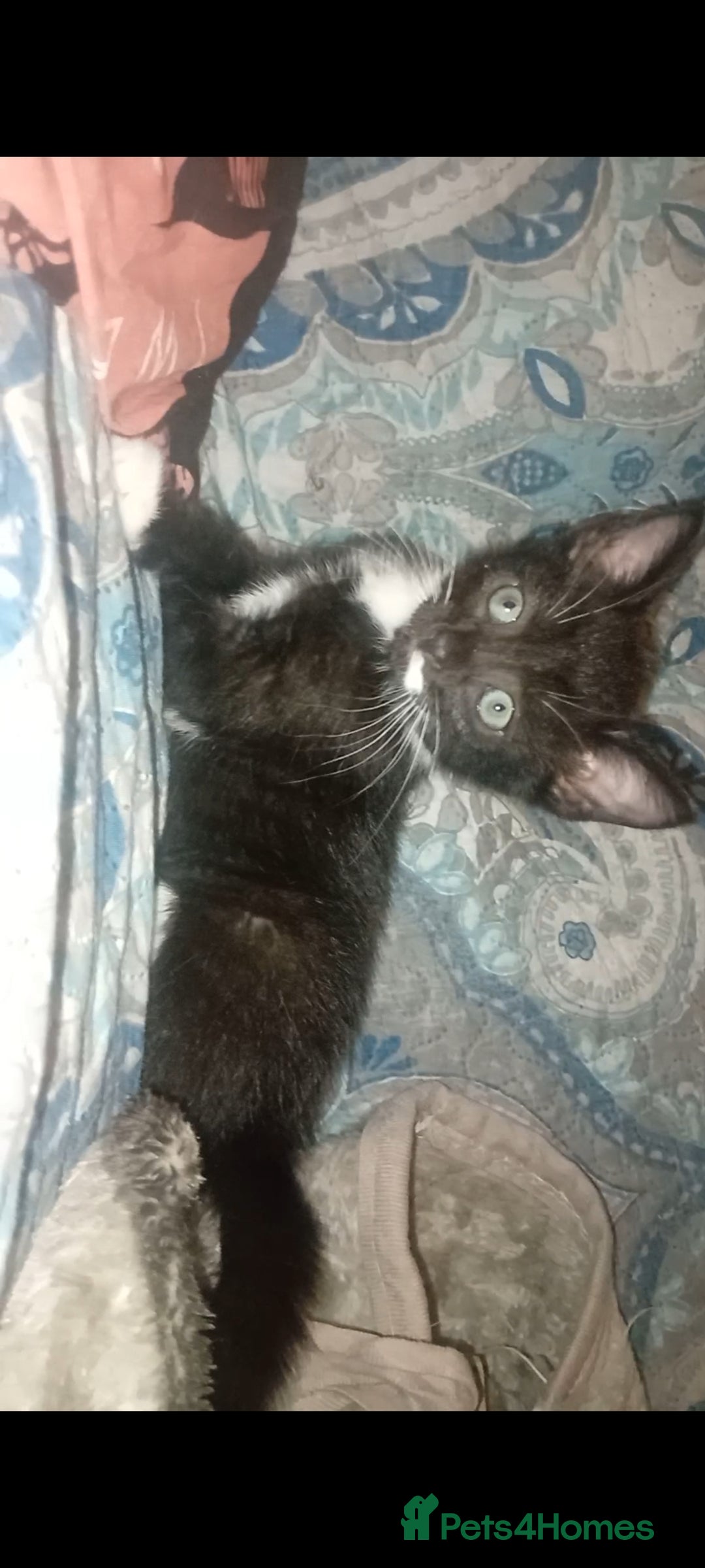 British Shorthair cats for sale: Looks black and white but up close is dark stripes - Image 7