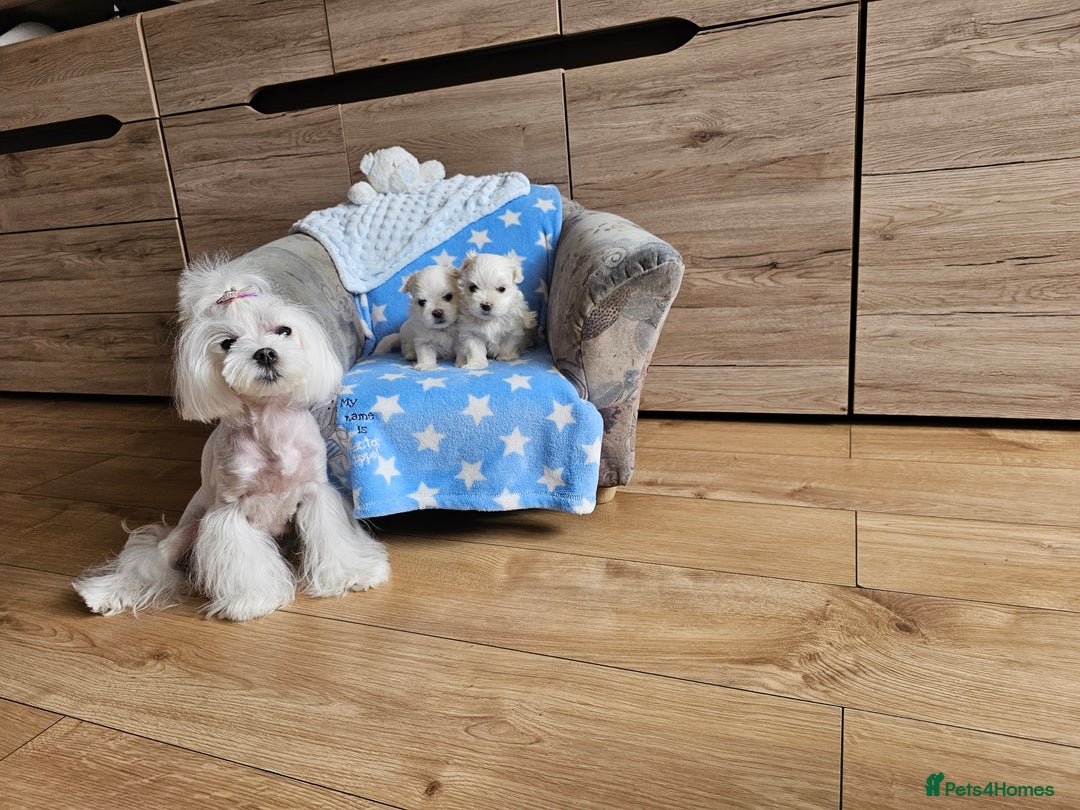 Maltese dogs for sale: KC Korean Maltese Terrier Puppies - Image 28
