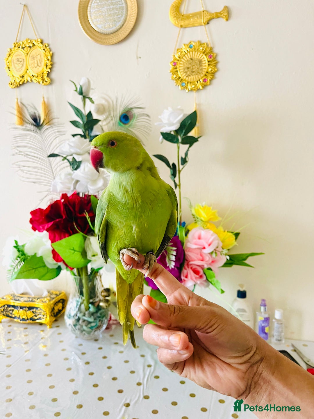 Ringnecks birds for sale: Hand Tamed/Untamed Gorgeous Ringneck for Sale - Image 3