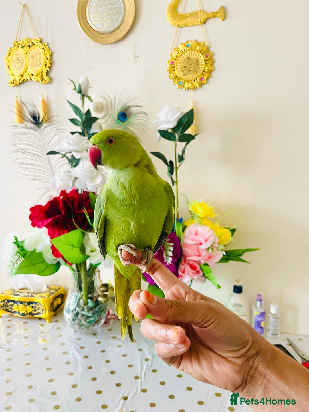 Ringnecks birds for sale: Hand Tamed/Untamed Gorgeous Ringneck for Sale - Advert 3