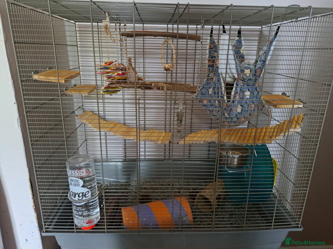Rat rodents for sale: 2 male rats and cage  - Advert 1