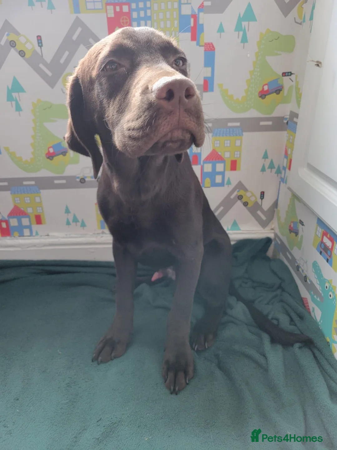 Labrador Retriever dogs for sale: Male  in Huddersfield - Advert 1