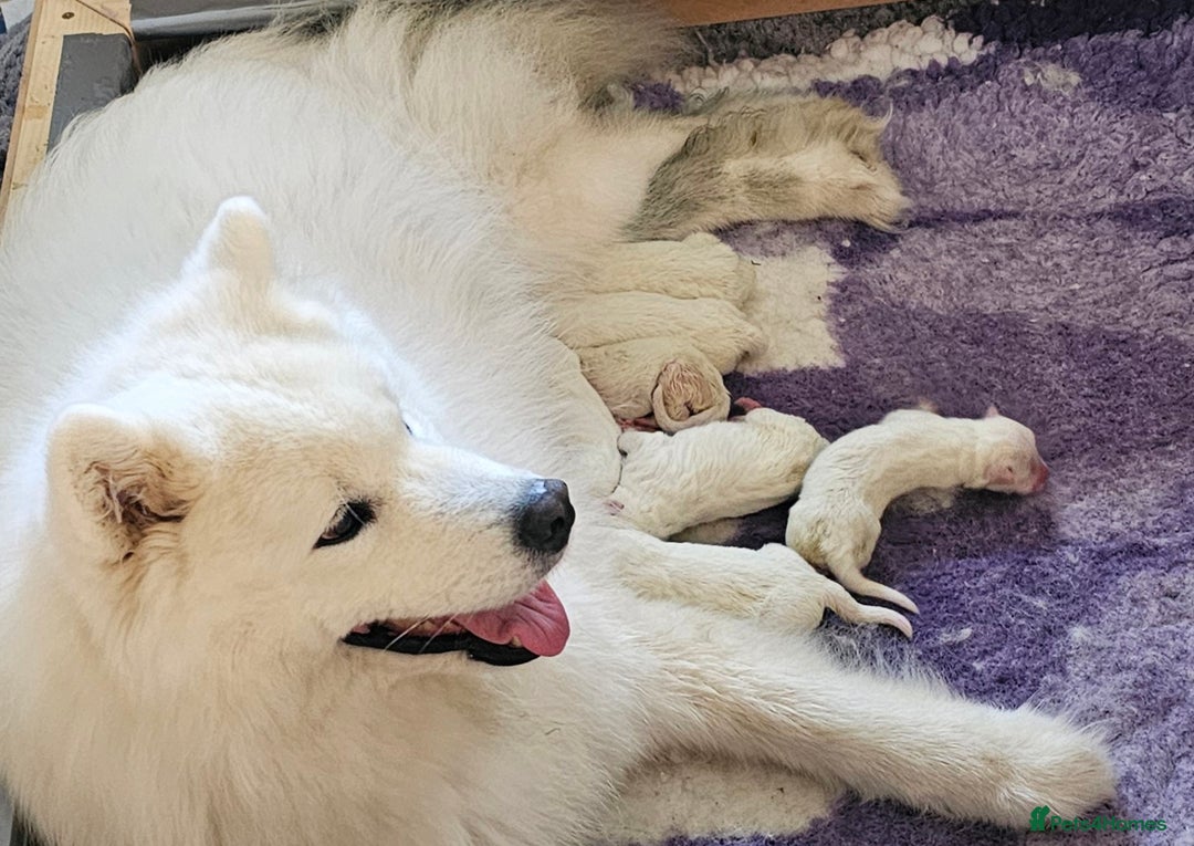 Samoyed dogs for sale: Top Quality KC Fully Health Tested Samoyed Puppies - Image 8