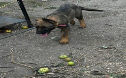 German Shepherd dogs for sale: German shepherd puppies looking for a new home  in Cambridge - Image 17