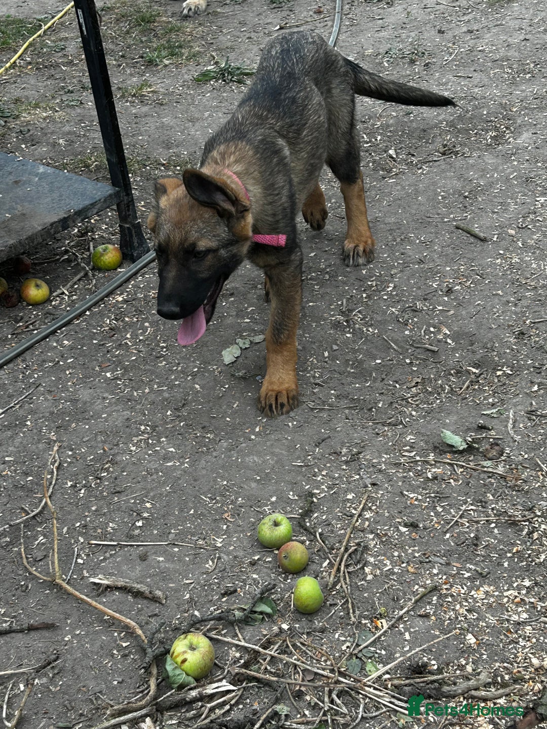 German Shepherd dogs for sale: German shepherd puppies looking for a new home  in Cambridge - Image 17