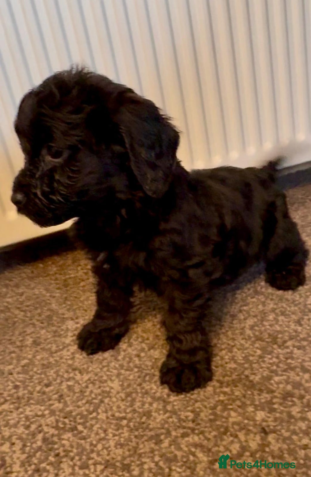 Cockapoo dogs for sale: cockerpoo puppies 3boys 3girls  - Advert 8