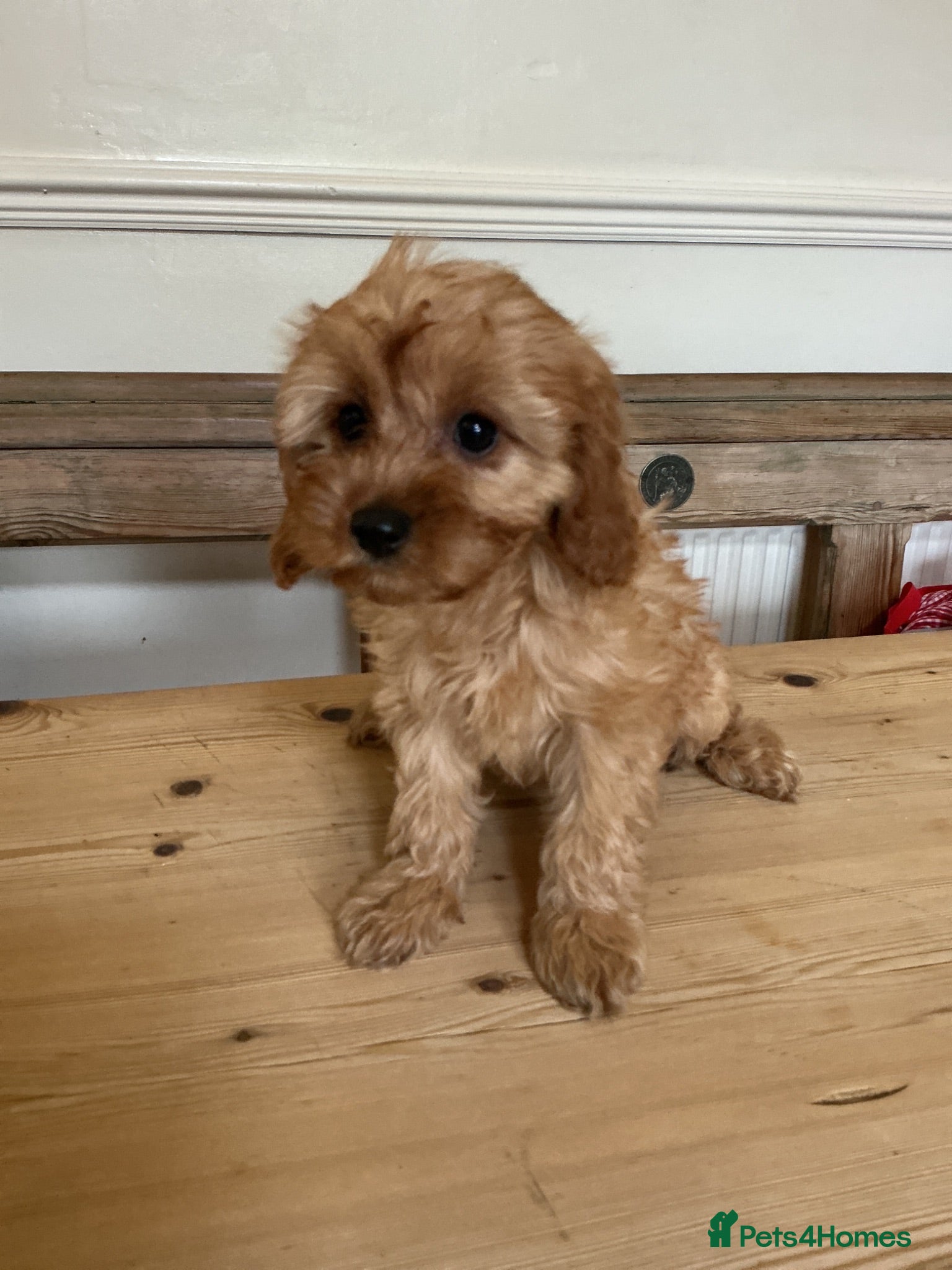 Cavapoo dogs F1 Cavapoo Puppys.Ready now. - Advert 12