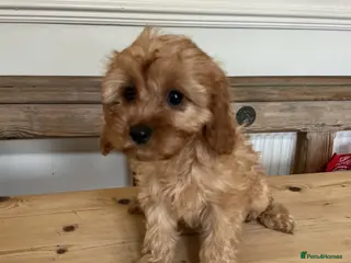 Cavapoo dogs F1 Cavapoo Puppys.Ready now. - Advert 12