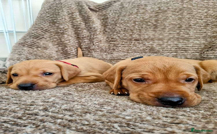 Hungarian Vizsla dogs - Advert 1