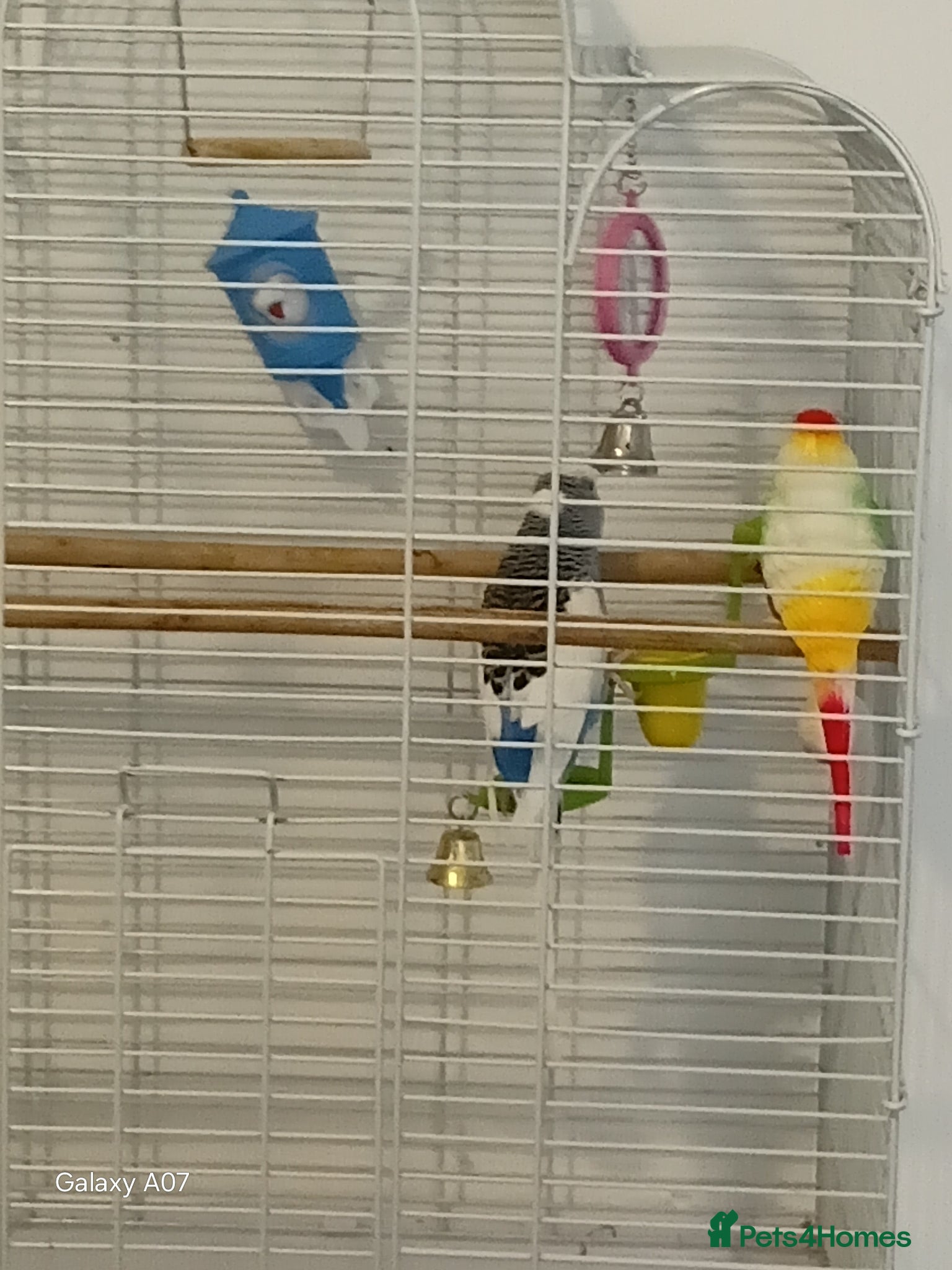 Budgerigars birds Bird  - Advert 2