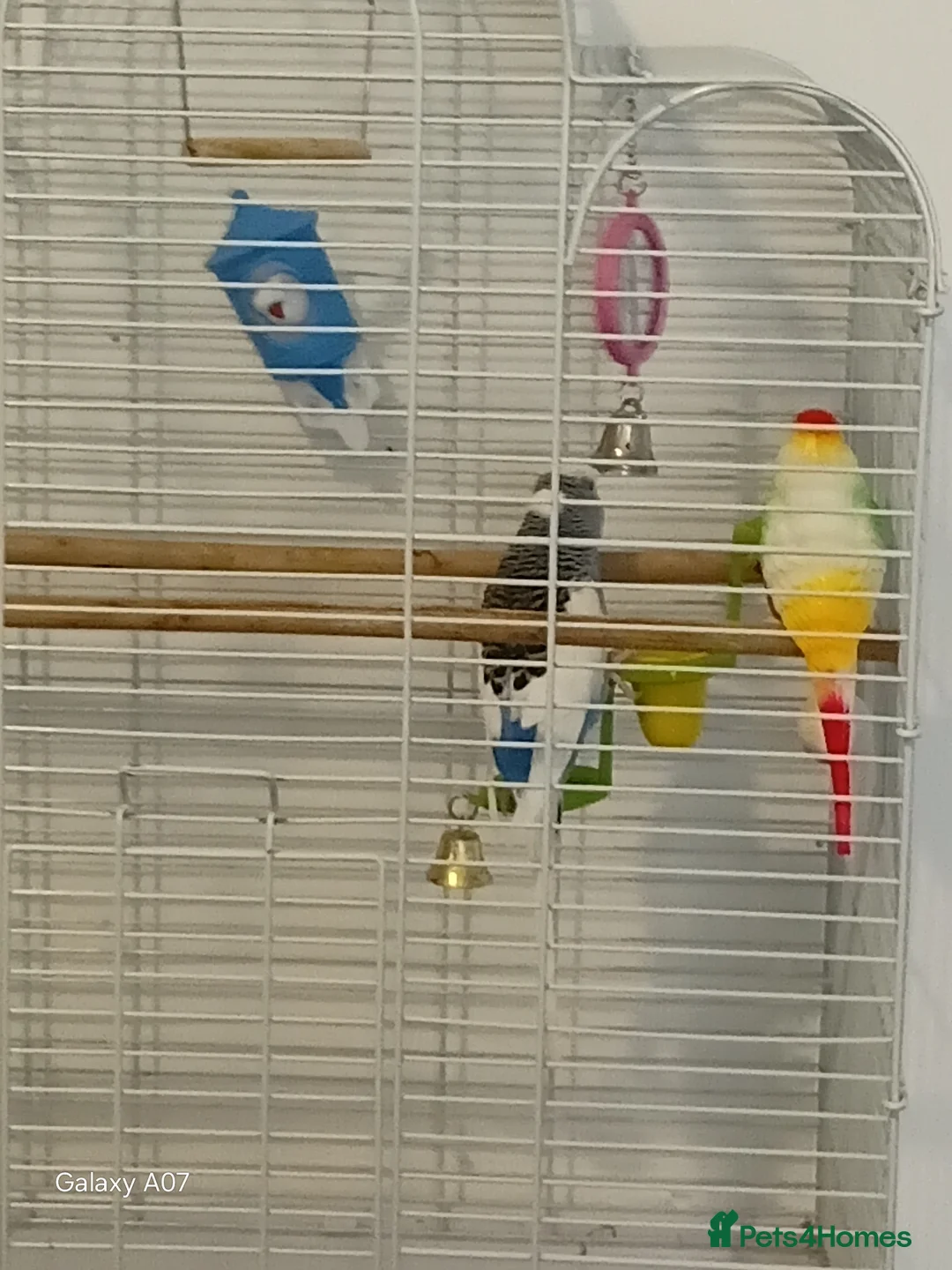 Budgerigars birds for sale: Bird  - Advert 1