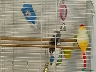 Budgerigars birds Bird - Advert 2