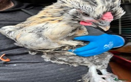 Chickens poultry for sale: Silkie cross warren cockerels x2 - Image 1