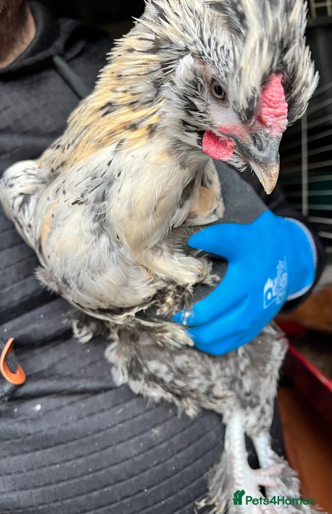 Chickens poultry for sale: Silkie cross warren cockerels x2 - Image 1