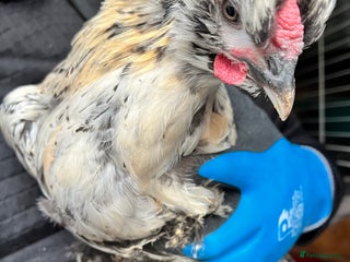 Chickens poultry - Advert 2