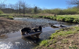 German Shepherd dogs for sale: German shepherd long haired  - Image 1